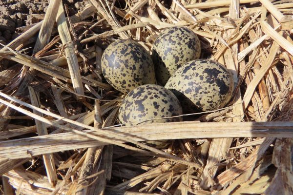 nest-ANV-binnenveld